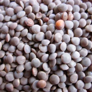 Masoor Dal Whole (मसूर दाल साबुत)